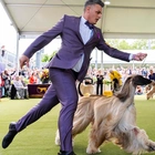 Pooches put their best paw forward with the 148th Westminster dog show underway