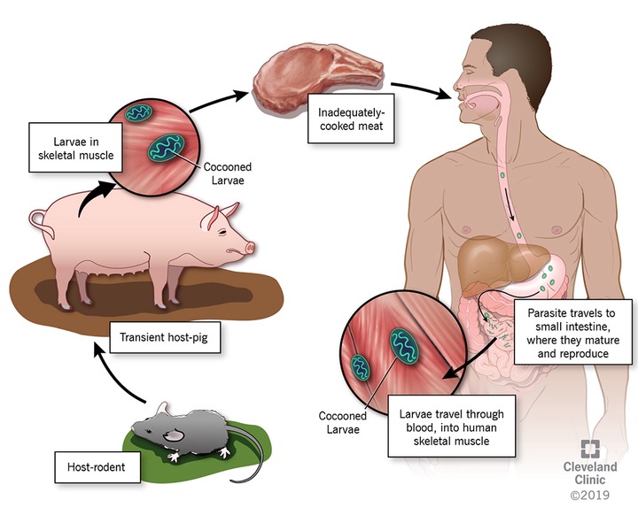 What Happens If You Eat Raw Pork Chop