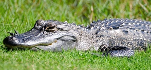 Alligator discovered taking bites out of dead woman in Houston