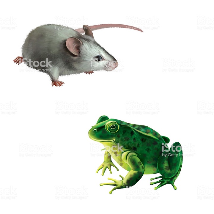 Does Mothballs Get Rid Of Frogs