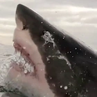Man who was ‘eaten alive’ by great white shark recalls how it felt