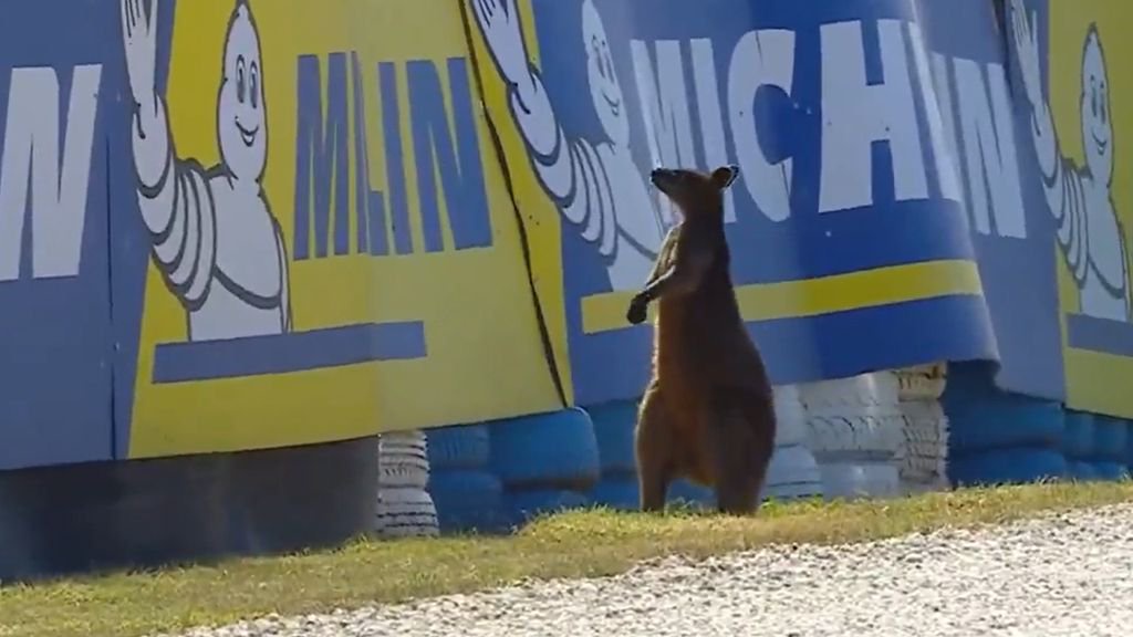 Canguru (Foto: X/MotoGP/DR/Reprodução)