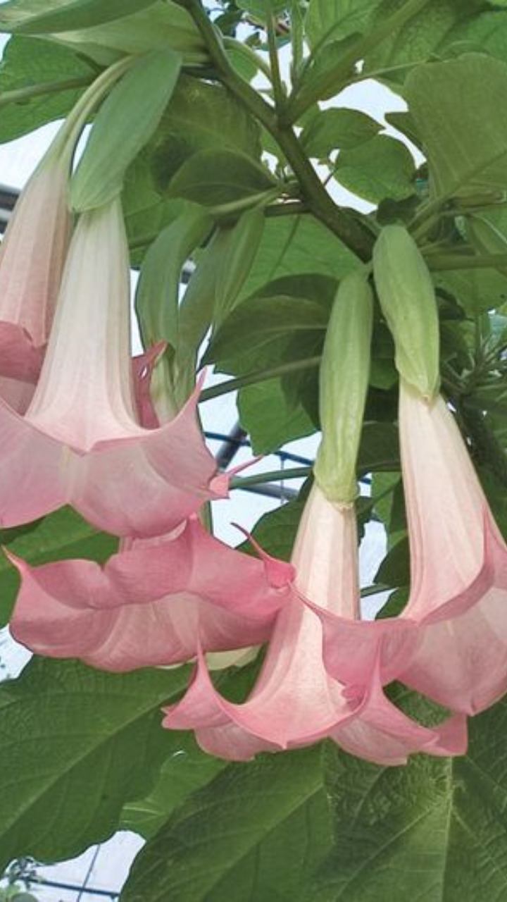 ​Angel's Trumpet