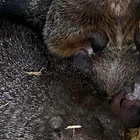 Punxsutawney Phil becomes first-time dad at 138 — something no one predicted