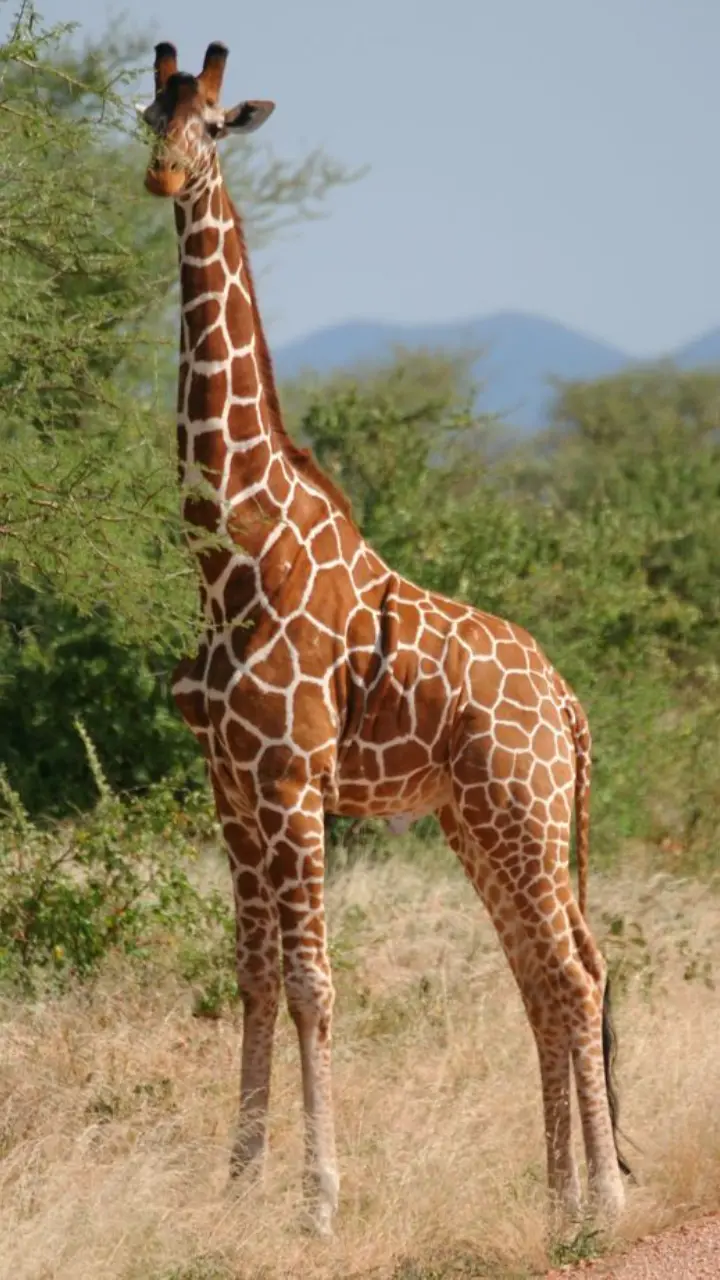 ​Giraffes