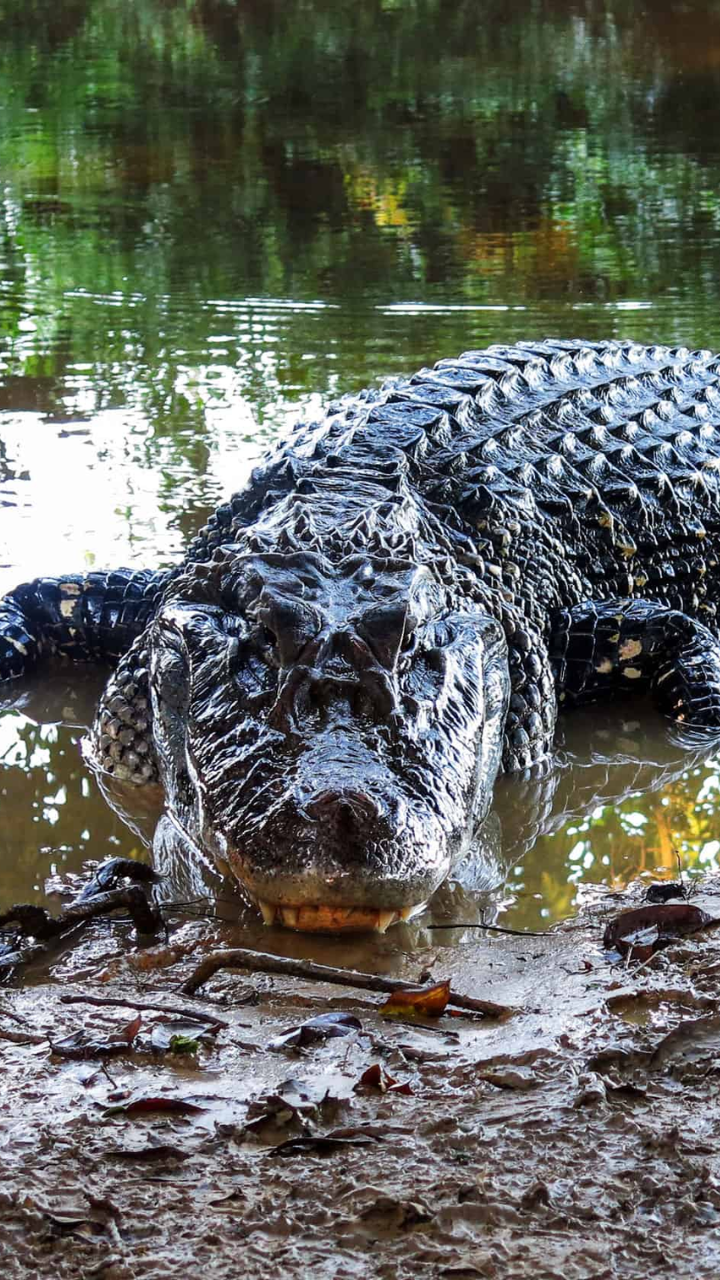 3. Black Caiman