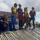 Caramelo, the Brazilian horse stranded on a roof by floods, is rescued after stirring the nation