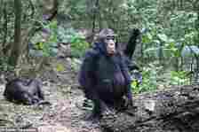 Researchers observed a community of 51 chimpanzees in the Budongo Central Forest Reserve in Uganda (pictured) to see what plants they would eat when ill