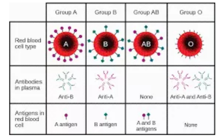 These Blood Class Must Not Make Up Babies Collectively Opera News