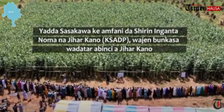BIDIYO: Yadda Sasakawa ke amfani da Shirin Inganta Noma na Kano (KSADP), wajen  wadatar abinci a Jihar