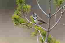 A small bird is perched on a thin-branched tree with little greenery