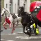 Blood-soaked UK military horse that stampeded through London was badly injured and underwent emergency surgery