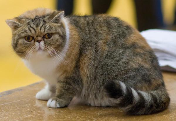 TOP 10 Strangest Cats in the World - Exotic shorthair
