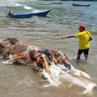 Huge ‘globster’ sea creature washes up in Malaysia