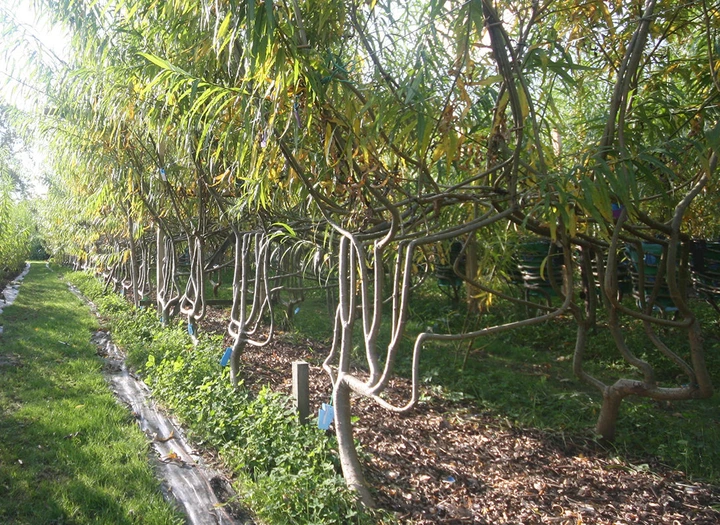 Meet The Farmer Who Grows Chairs !