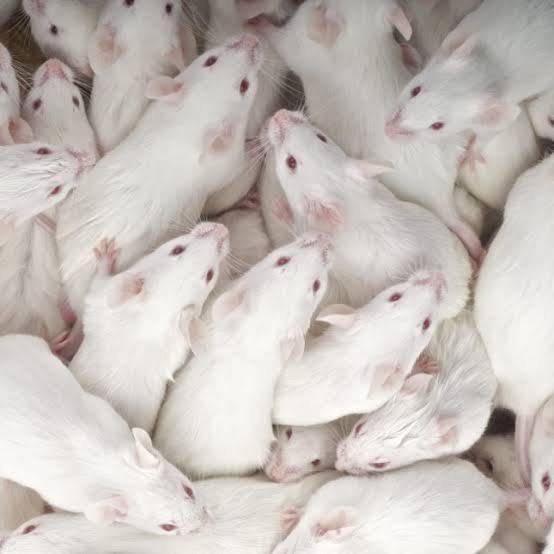 UPROAR AS UGANDA MINISTER PURCHASES MICE AT KSH 250,000
