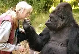 Two years after the death of Koko the speaking gorilla, scientists are still baffled