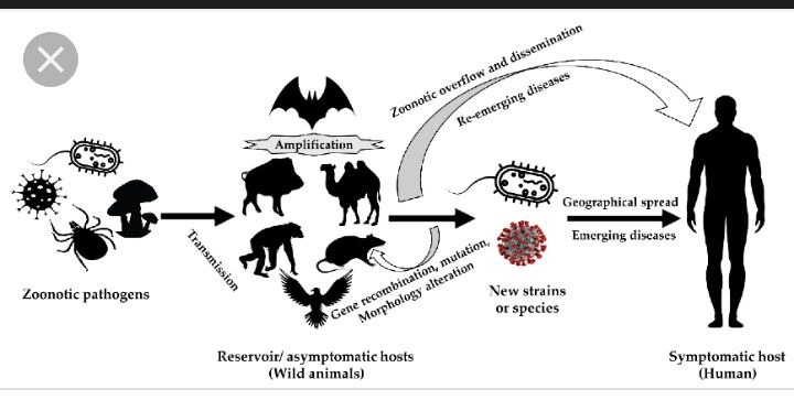 list-of-disease-transmitted-from-animals-to-humans-opera-news