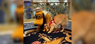 Watch this sweet moment between Pluto and his biggest fan: a golden retriever service dog
