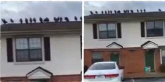A lady noticed the presence of 18 strange birds on her roof and quickly pursued them with prayers