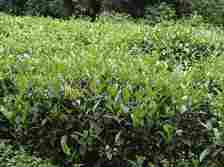 This image provided by the Missouri Botanical Garden shows a hedge of Camellia sinensis plants. The plant's leaves are used to make white, green, black and oolong teas. (Missouri Botanical Garden via AP)