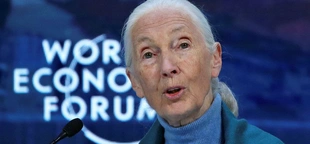 Jane Goodall to celebrate 90th birthday with talks on urgency of environmental action