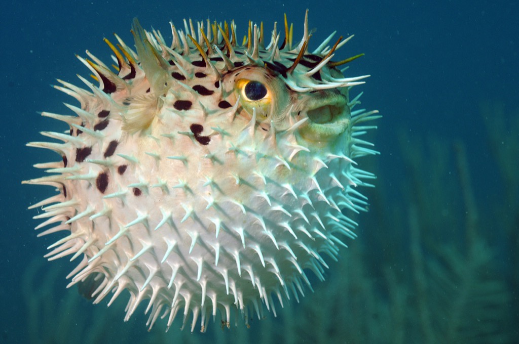 blowfish - deadliest animals