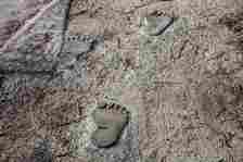 Large footprint impressions create a path through mud.