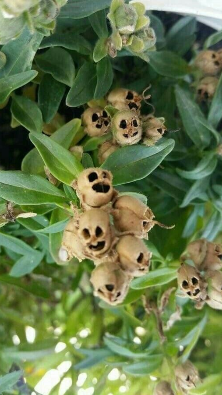 ​Snapdragon