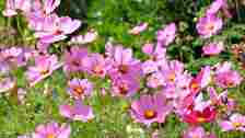 Bright pink cosmos flowers in a bright garden