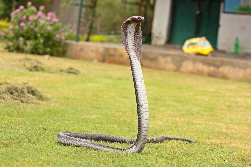 Indian Cobra - deadliest animals