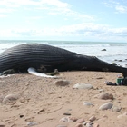Jersey schoolchildren see humpback whale near Sark
