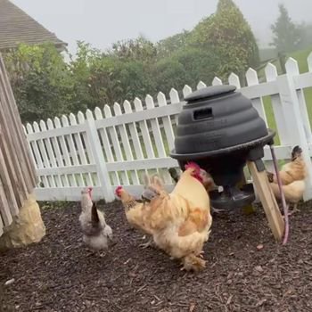 Penampakan kandang ayam di rumah David Beckham.