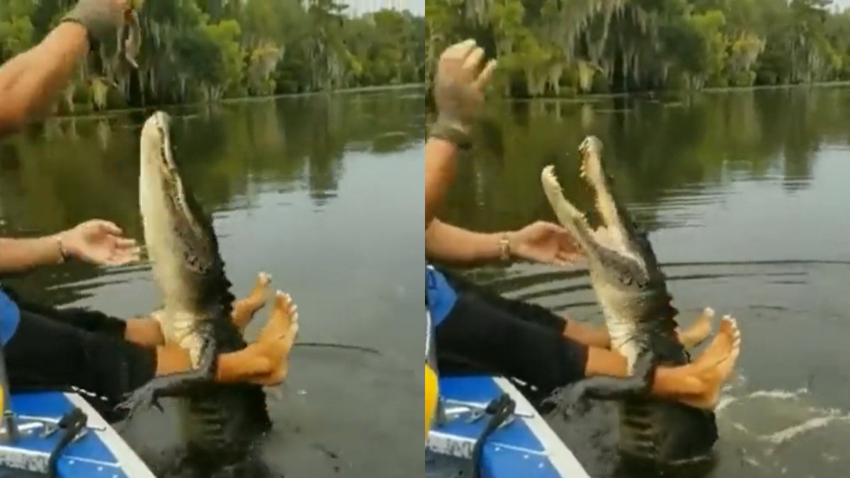 Man feeds crocodile in a lake | Viral Video