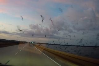 Flock of birds hits woman’s windshield amid purple martin migration