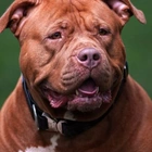 XL Bully campaigners get green light to bring High Court challenge against ban on dog breed
