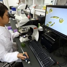 Japan’s scientists demand more money for basic science