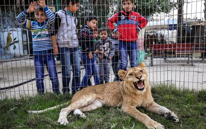 10 Photos Of Different People Sharing Their Beds With Lions Can You Do It Photos Opera News