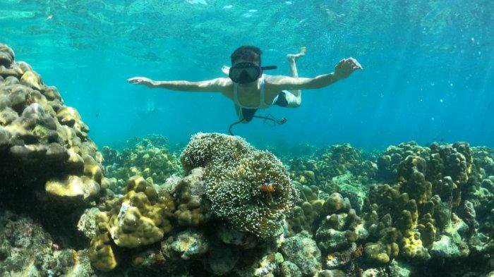 Seorang wisatawan menyelam untuk melihat Anemon dan Ikan Badut di Perairan Pulau Badalu, Kabupaten Tapanuli Tengah