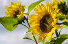 Helianthus annuus or sunflower is an annual plant in the family Asteraceae.