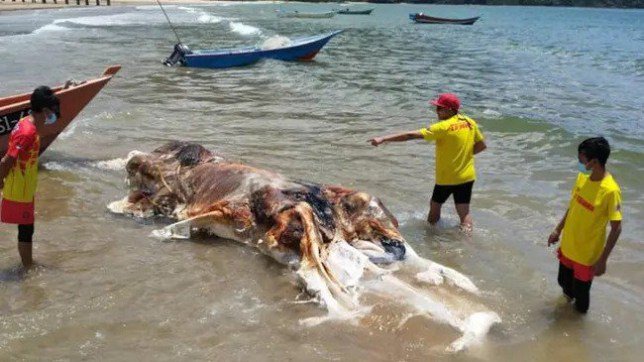 Decomposing body of a 'globster' found on Telok Melano Beach, Malaysia