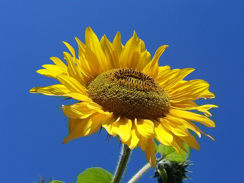 Sunflower.