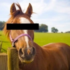 Teen caught in 'disgusting' act with horse told man who stopped him 'I love them'