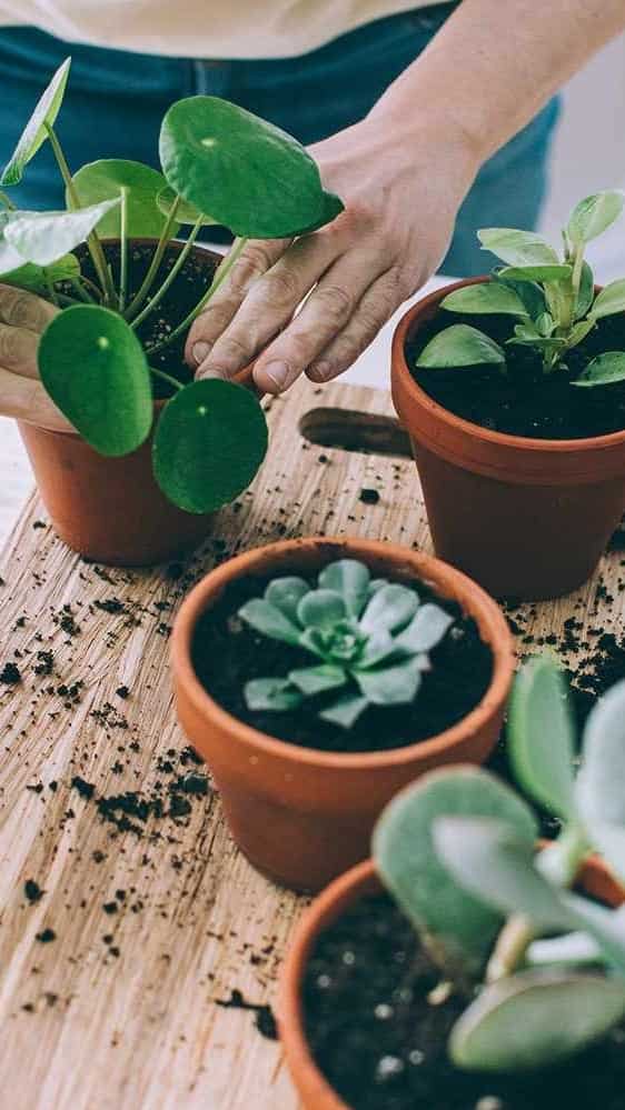 8 house plants with low watering needs