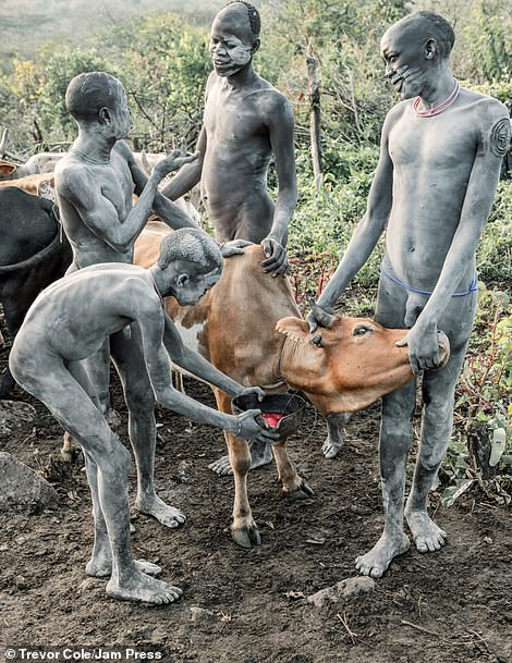 Members of the Suri tribe in the Omo Valley drain blood from a cow