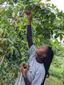 Passion Fruit Farming in Kenya: The Current State of Passion Fruit Industry