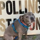 Bristol in pictures: Polling day pooches and Euros