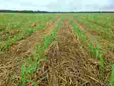 Corn growing in cover crop