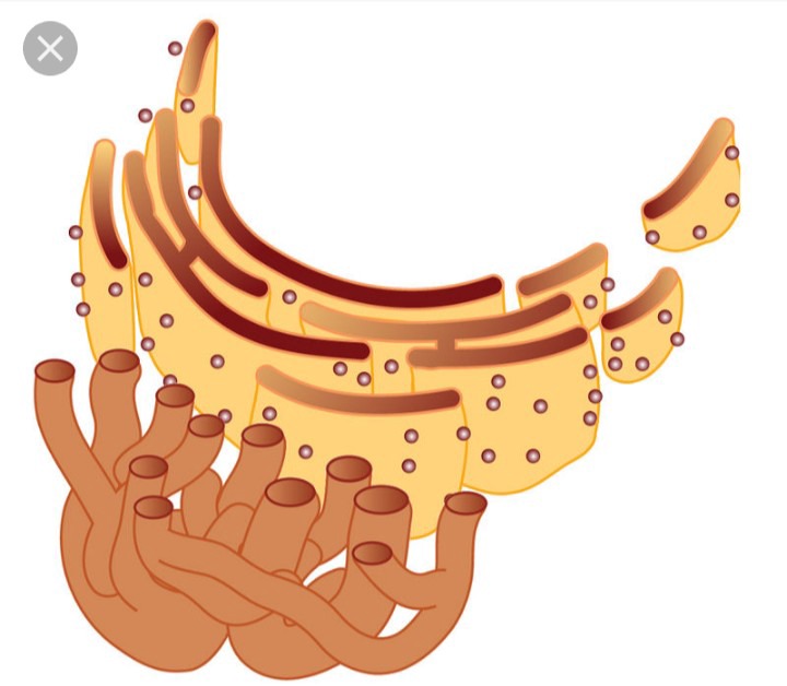 how-does-rough-endoplasmic-reticulum-differ-from-smooth-endoplasmic