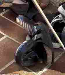 A four-and-a-half foot red-bellied black snake had slithered into a sandal at their home in Burnside, on Queensland 's Sunshine Coast, on Sunday.